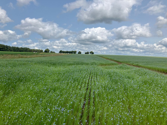 Groene, uitgestrekte vlasvelden van Normandië